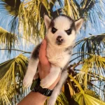 Irk Ve Saglik Garantili Husky