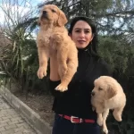 Golden Retriver Yavrularım Sağlık Ve Irk Garantilidir