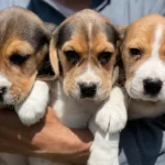 Saglıklı Beagle Yavrularımız
