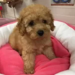Maltipoo Cinsi Numara