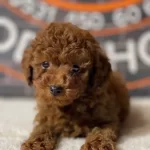 Minyatur Poodle Red Brown Erkek