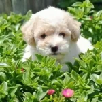 Maltipoo Cinsi Numara