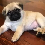 Show Kalite Ev Ortamından Pug Mops Bebekler