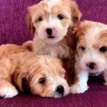 Maltipo Cinsi Yavrularımız