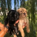 Irk Garantili Labrador Retriever Yavrularımız