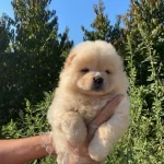 Chow Chow Cin Aslanı Bebeklerimiz