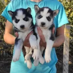 A Kalite Sibirya Kurdu Yavruları