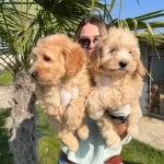 Mukemmel Maltipoo Bebeklerimiz