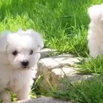 Orijinal Numara Kore Kani Maltese Yavruları