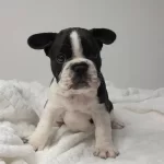 French Buldog Yavrularımız