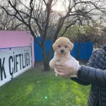 Gerçek Tea Cup Maltipoo Bebeklerimiz
