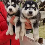 Sağlık Garantili Masmavi Gozlu Sibirya Husky Yavrularımız
