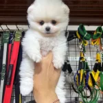 Ustun Kalite Yavrular