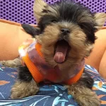 Teacup Yorkshire Yavrular