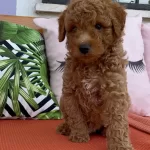 Red Cep Boy Toy Poodle Yavrularımız