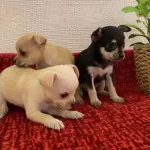 Muhteşem Teacup Bebekler