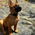 Irk Ve Sağlık Garantili Belcika Malinois Bebeklerim