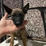 A Kalite Belgian Malinois Bebeklerimiz