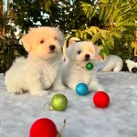 Kar Beyaz Irk Garantili Maltese Terrier Yavrular