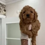 Toy Poodle Bebisler