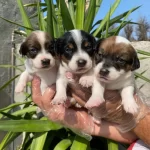 Jack Russell Bebeklerimiz