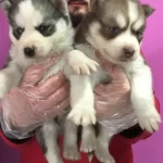 Sibirya Kurdu Husky Yavrularımız