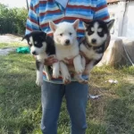 Buz Mavisi Göz Husky Sibirya Yavrularım