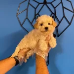 Sevimli Surat Maltipoo Bebekler
