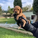 Gerçek Tea Cup Kore Poodle Bebeklerimiz