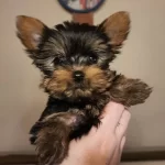 Teacup Yorkshire Yavrular