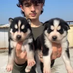 Ust Kalite Maskeli Husky Yavrular
