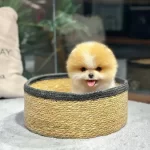 Minik Pati Pomeranian Yavrularımız