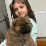 Safkan Irk Garantili Chow Chow Yavruları