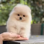 Essiz Guzellikte Pomeranian Bebekler