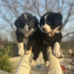 Dunyanın En Zeki Kopegi Border Collie Yavrularım