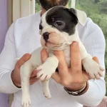 Safkan Irk Garantili Frech Bulldog Yavruları