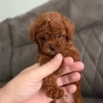 Orjinal Toy Poodle Yavrularım