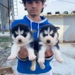 Mavi Goz Sibirya Kurdu Yavrular