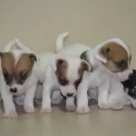 Safkan Irk Garantili Jack Russel Yavruları