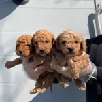 Oyuncak Surat Gerçek Toy Poodle Yavrularımız
