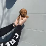 Oyuncak Surat Gerçek Toy Poodle Yavrularımız