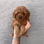 Gerçek Red Toy Poodle Yavrularımız