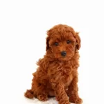 Tooy Poodle Mini Puppy Boy Yavrular