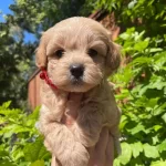 Sevimli Maltipoo Yavrularımız