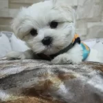 Pofuduk Maltese Yavrular