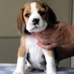 Avcı Beagle Yavrularım