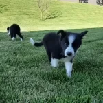 Turkiyenin En Ozel Border Collie Yavruları