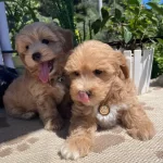 güzel Suratlı Maltipoo Yavrular