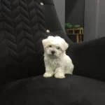 Kore Maltes Oyuncak Gibi Buyumuyez Orjinal Irk