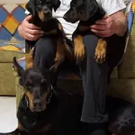 Muhteşem Doberman Yavruları